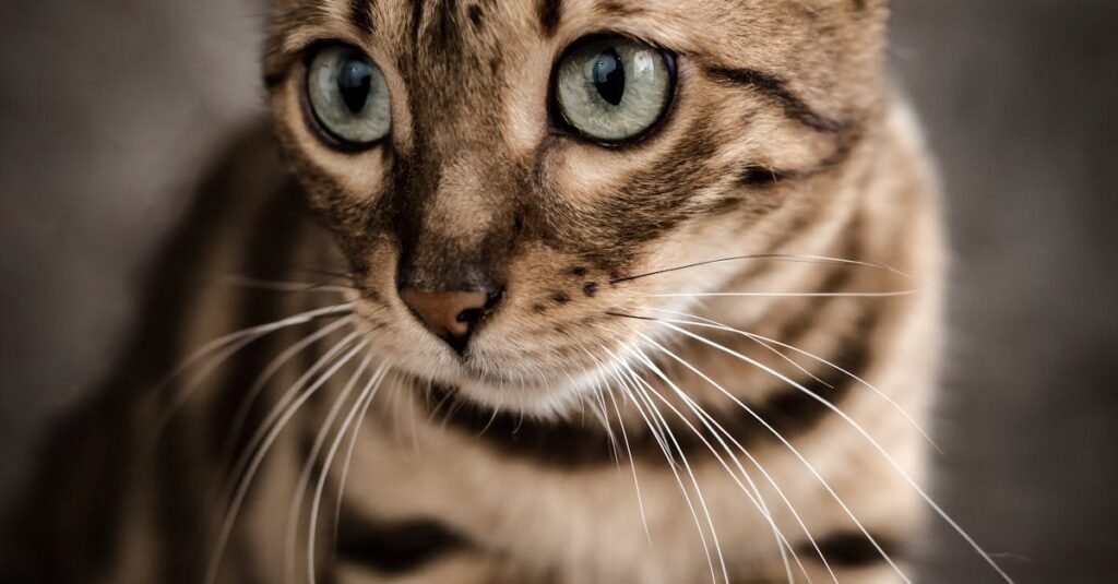 Découvrez le Bengal, une race de chat élégante et dynamique, connue pour son pelage tacheté unique et son tempérament joueur.