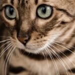 Découvrez le Bengal, une race de chat élégante et dynamique, connue pour son pelage tacheté unique et son tempérament joueur.