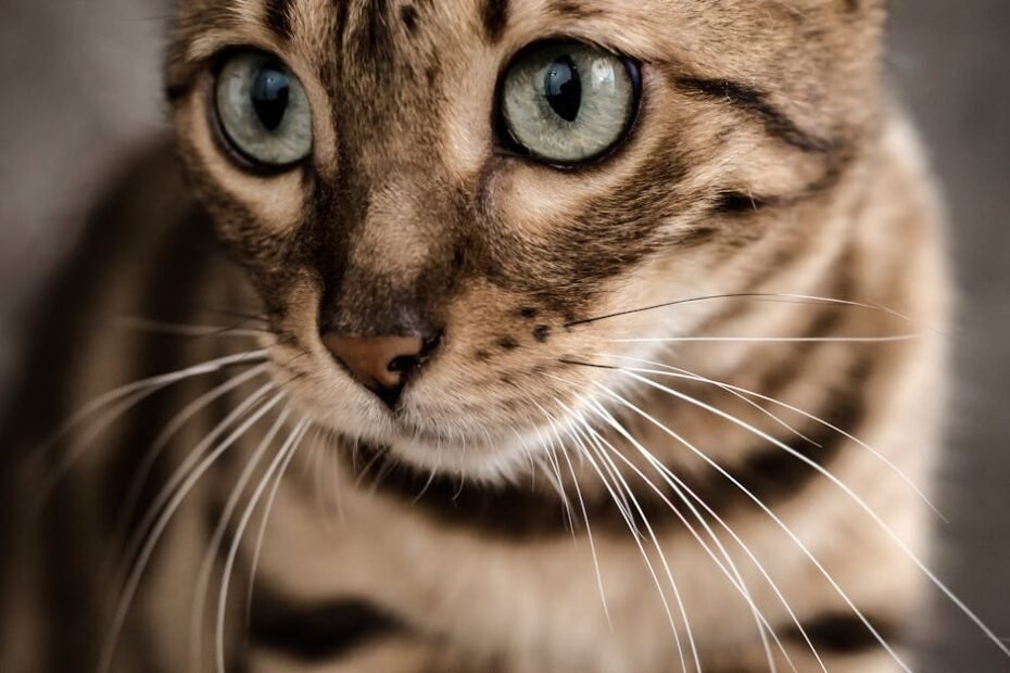 Découvrez le Bengal, une race de chat élégante et dynamique, connue pour son pelage tacheté unique et son tempérament joueur.