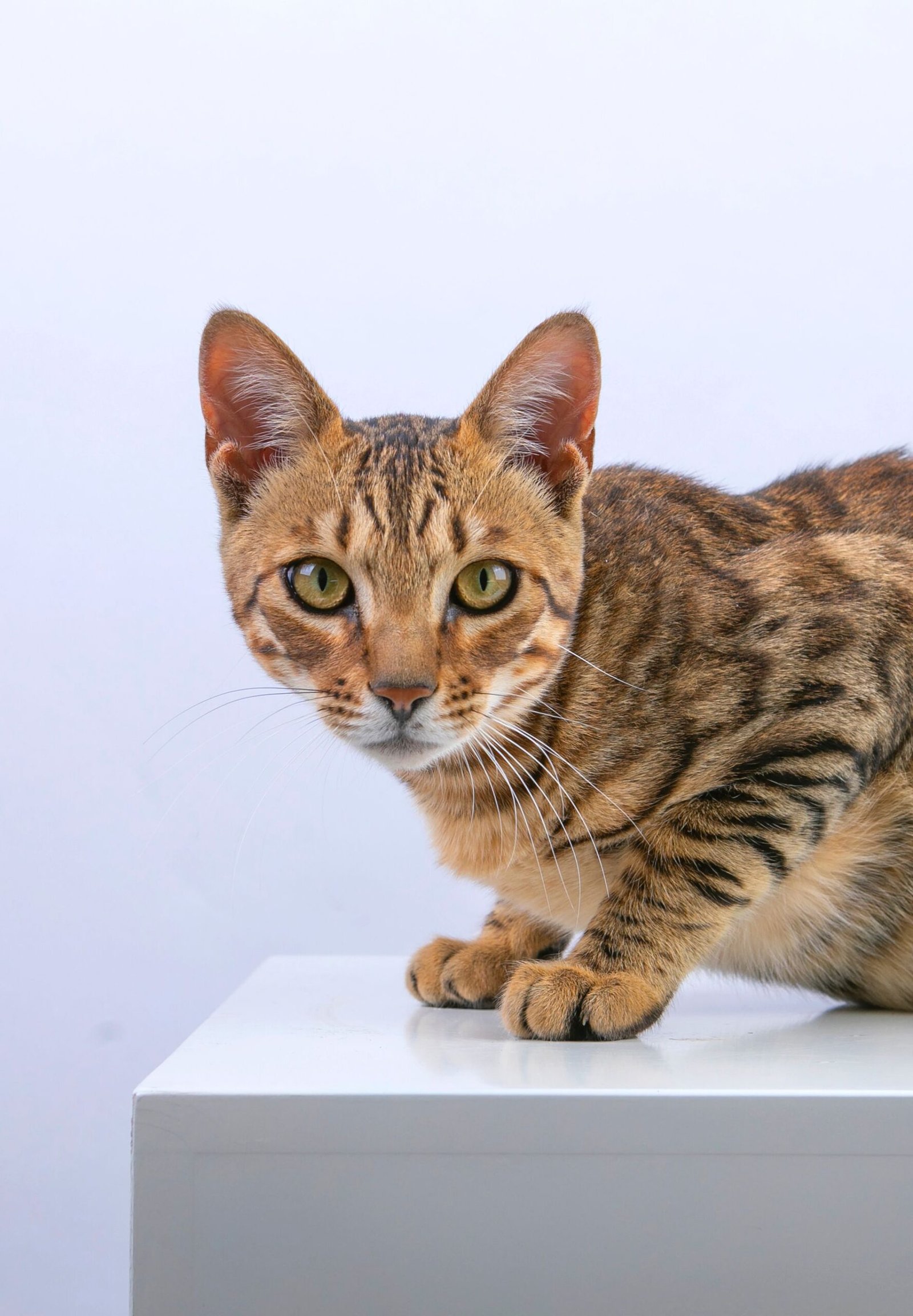 Bengal