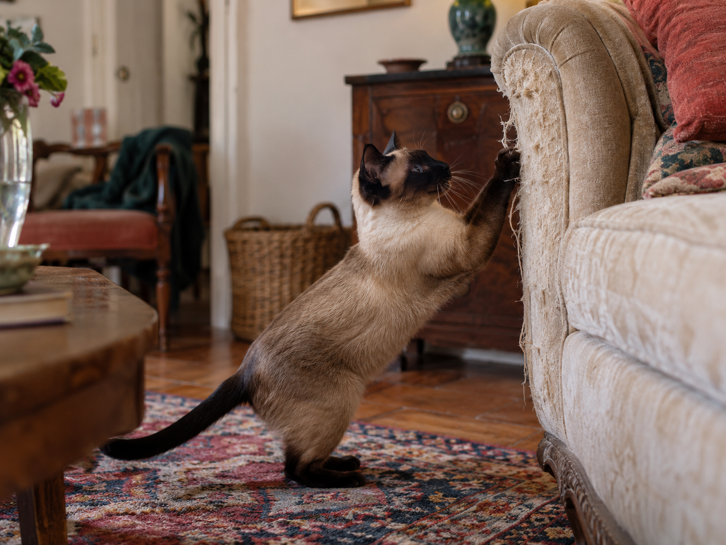 Chat siamois faisant ses griffes sur un fauteuil dans un salon