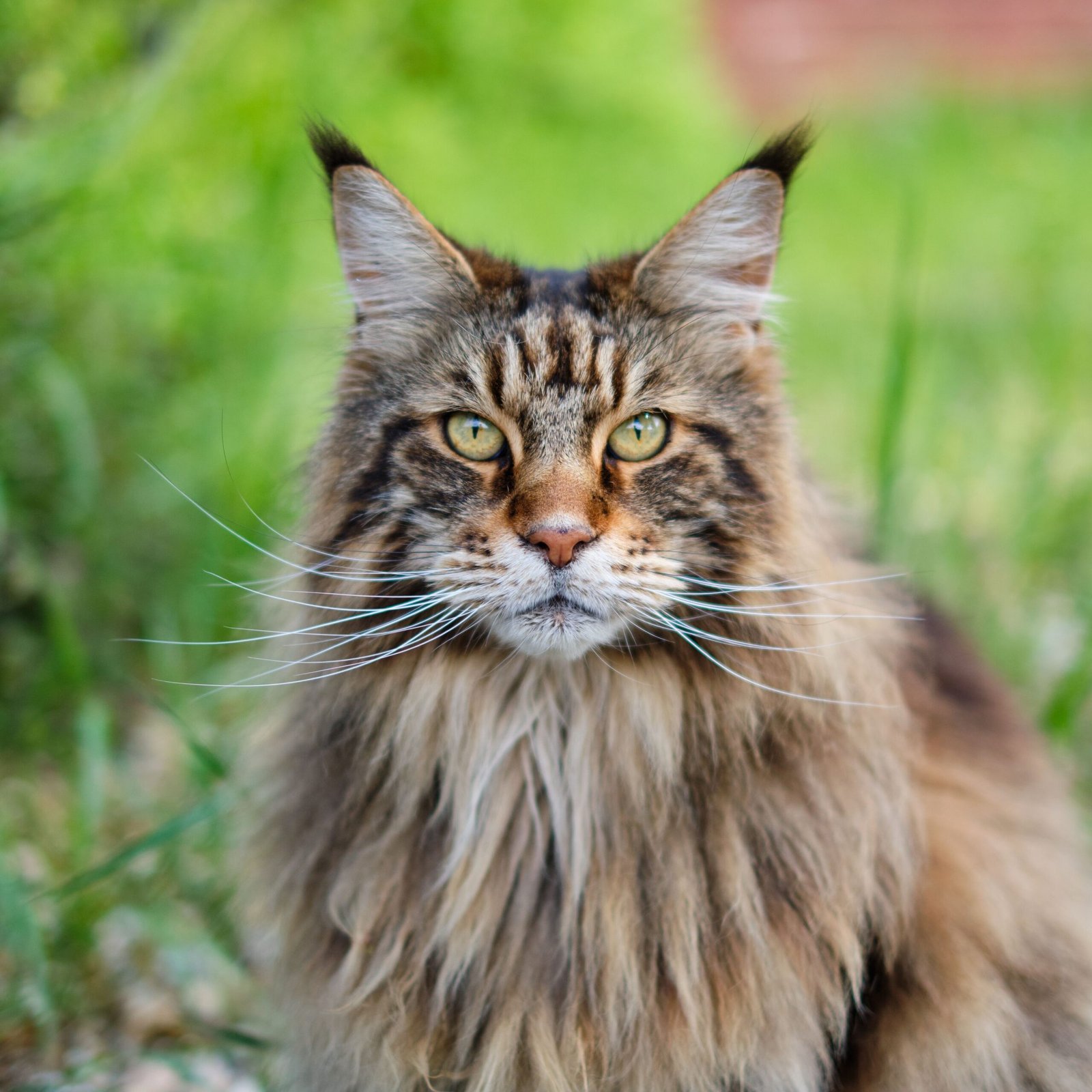 Maine Coon pour découvrir les races de chats