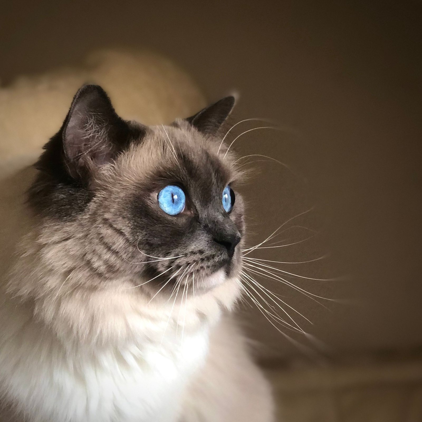 Ragdoll