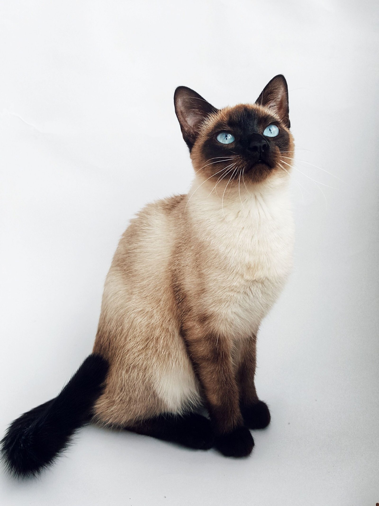 Chat Siamois