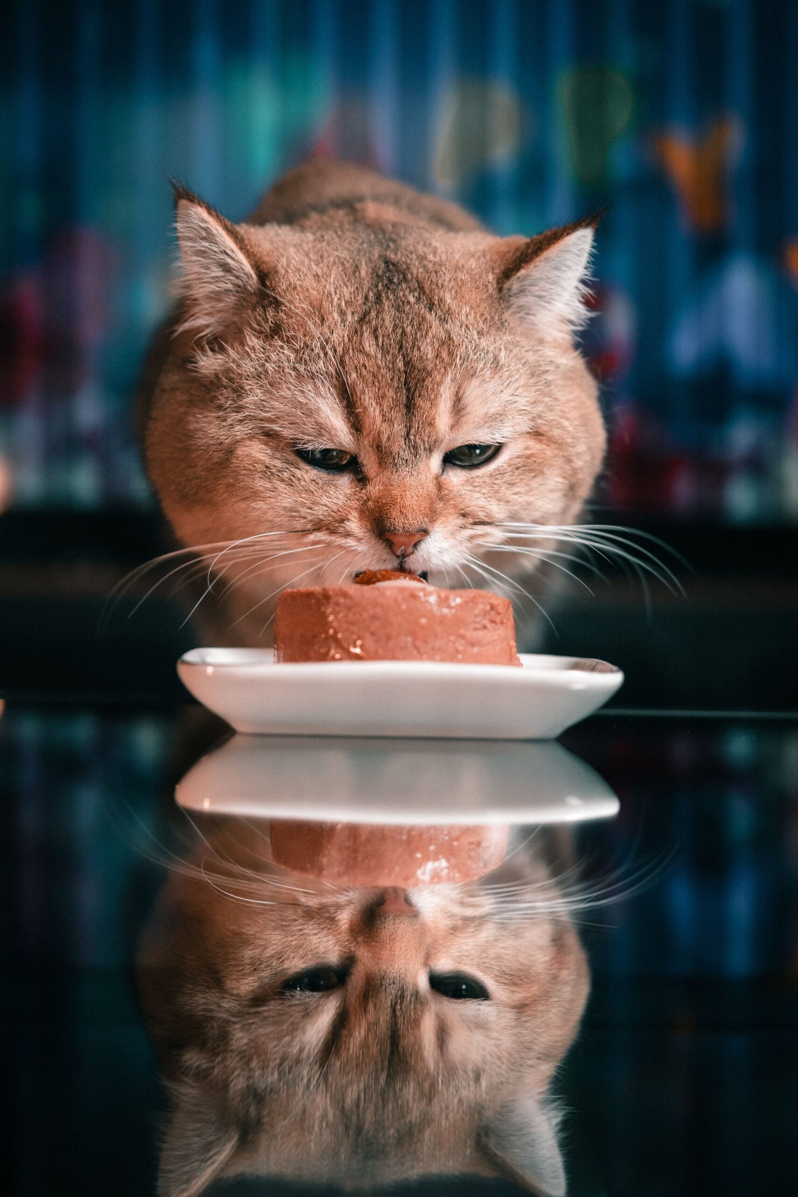 Alimentation du chat