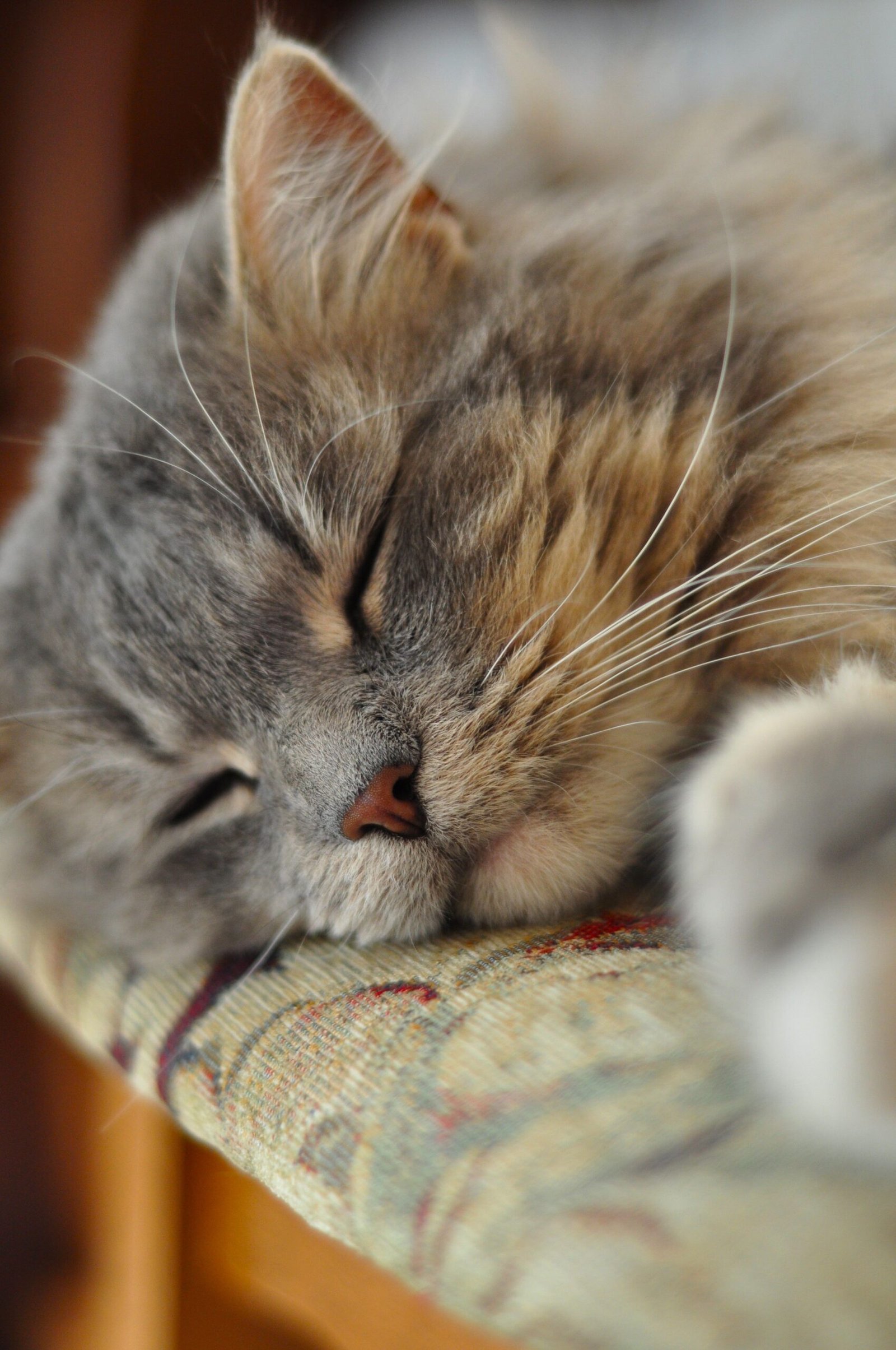 Comportement du chat