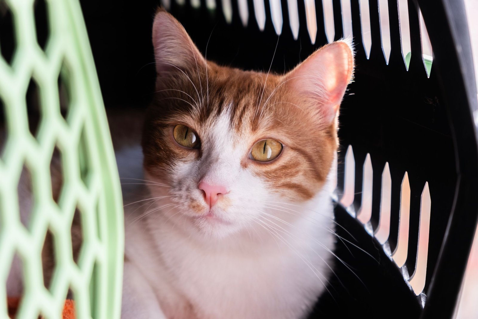 Chat dans une caisse de transport