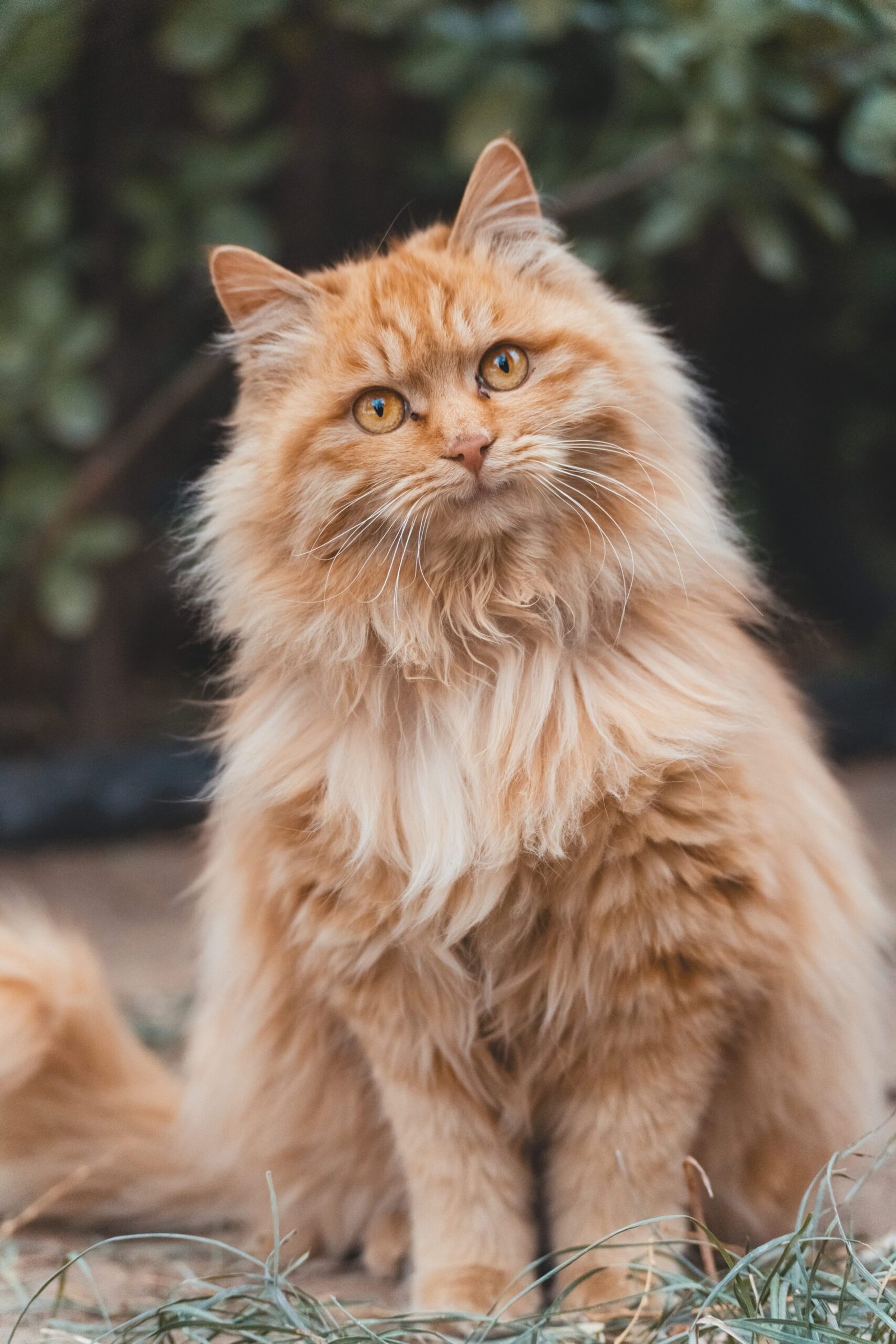 Maine Coon en transport